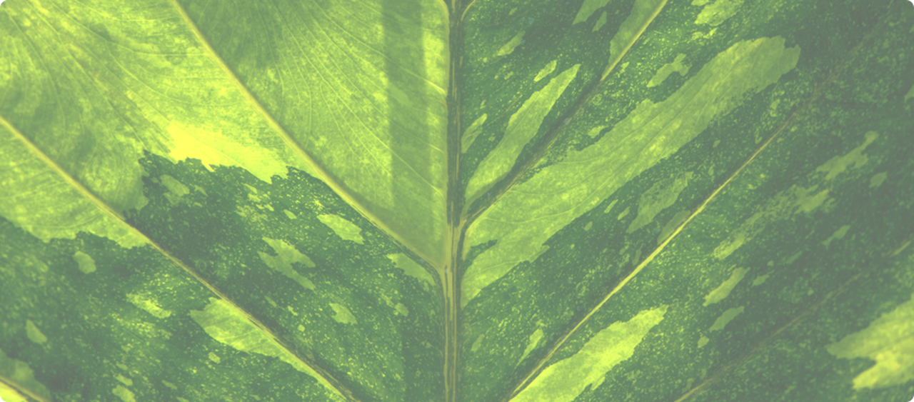 Leaves Background